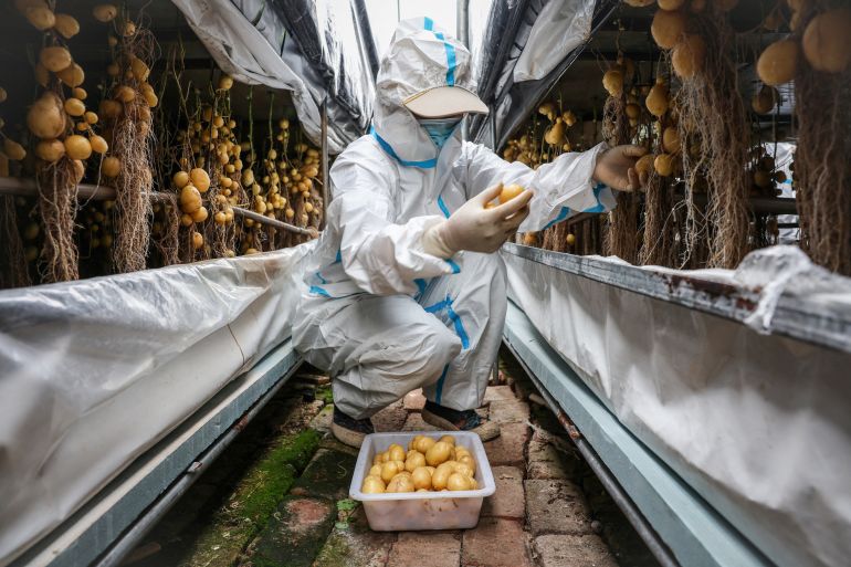 Scientists in China rush to climate-proof potatoes