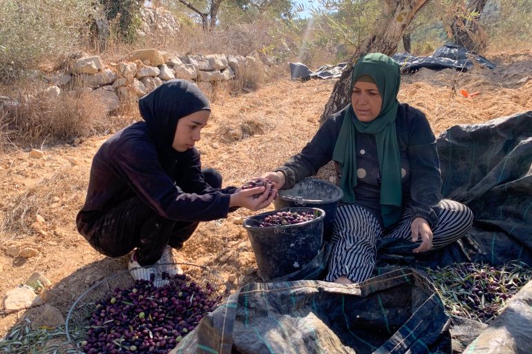 Manal and Nagham transfer olives into bucket.jpg [Al Jazeera]